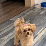 Swimming River Veterinary Hospital