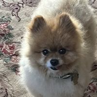 Home Veterinary Services ico
