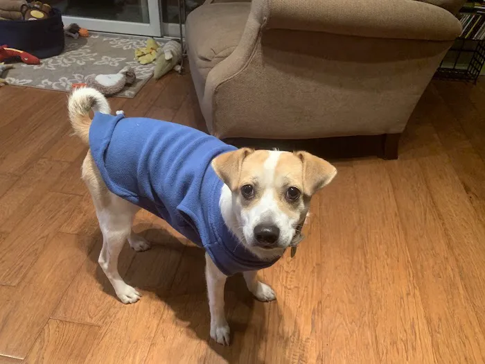 Home Veterinary Services Picture 4