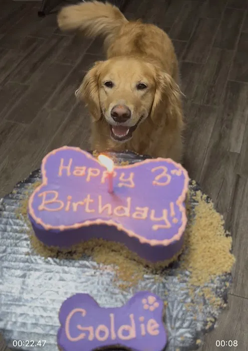 It's So Fluffy Pet Bakery Picture 9