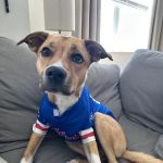 Bridgewater Veterinary Hospital