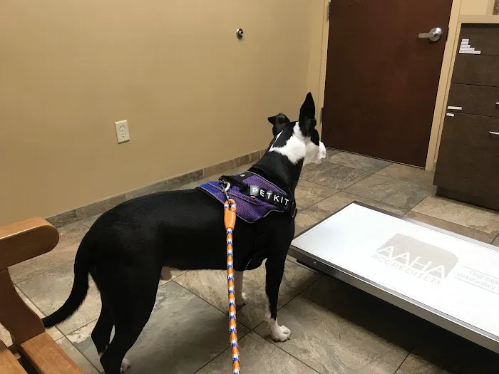 Bridgewater Veterinary Hospital Picture 3