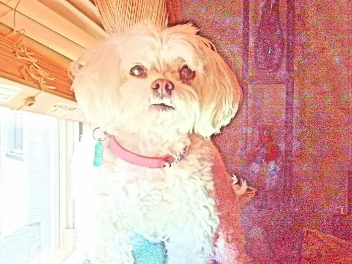 Animerge: Newton Dean DVM Picture 2