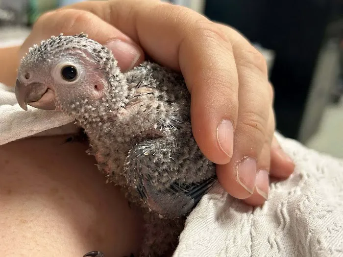 Bird Is the Word Picture 6