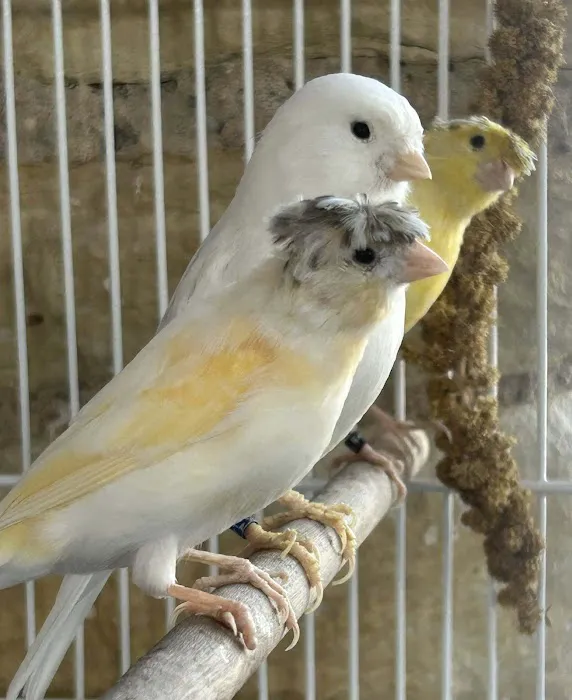 Bird Is the Word Picture 10