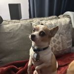 Eclipse Specialty & Emergency Pet Care