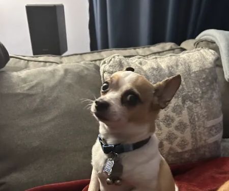 Eclipse Specialty & Emergency Pet Care