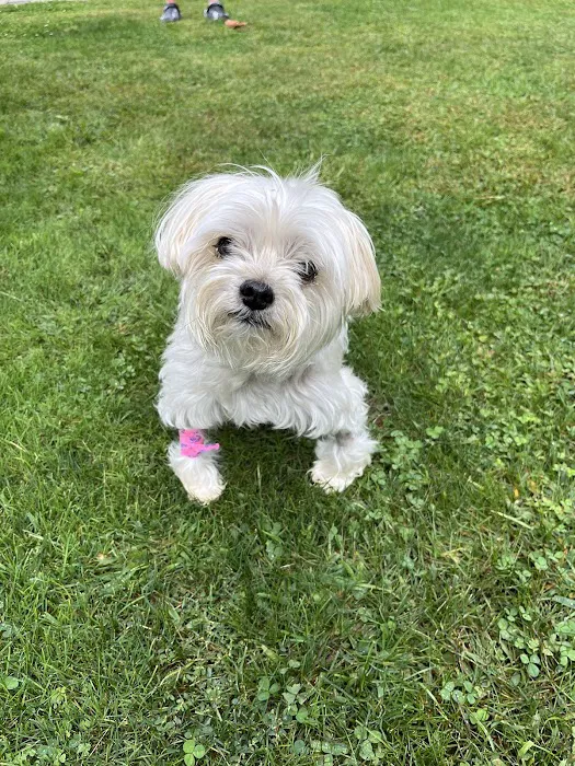 Eclipse Specialty & Emergency Pet Care Picture 5