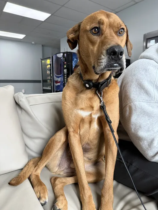 Eclipse Specialty & Emergency Pet Care Picture 8