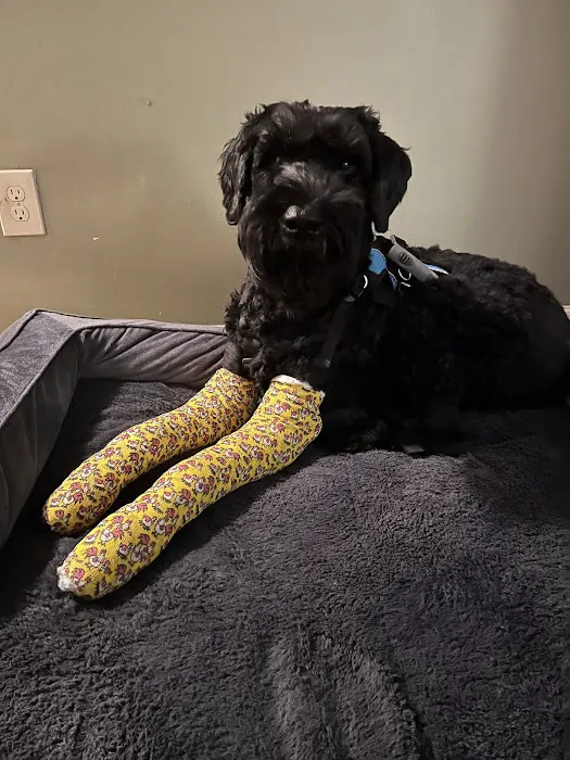 Eclipse Specialty & Emergency Pet Care Picture 2