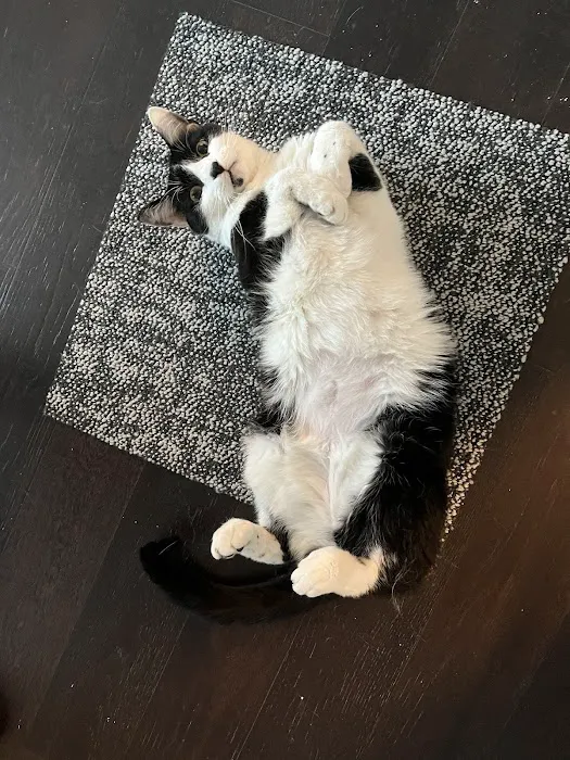 Eclipse Specialty & Emergency Pet Care Picture 4