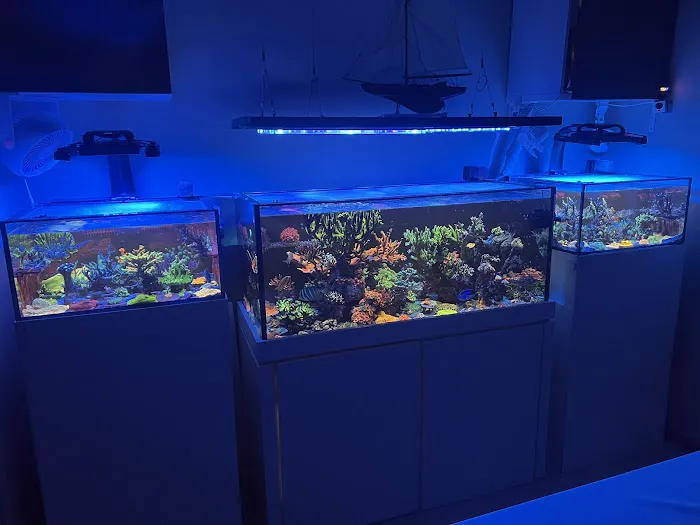 Reef Under The Roof Aquarium Maintenance (Service)/ Online Coral Shop Picture 2