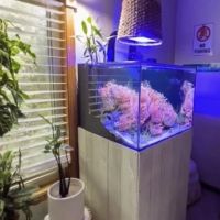 Reef Under The Roof Aquarium Maintenance (Service)/ Online Coral Shop ico