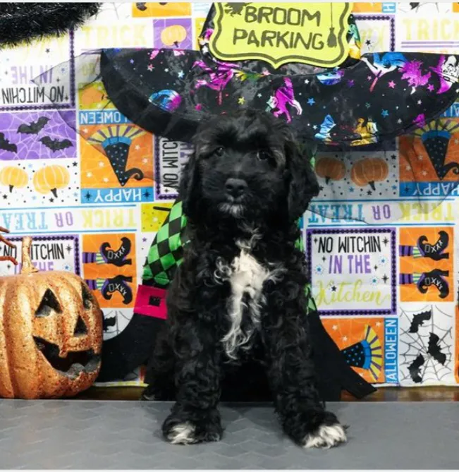 King Neptune's Pet World Picture 3