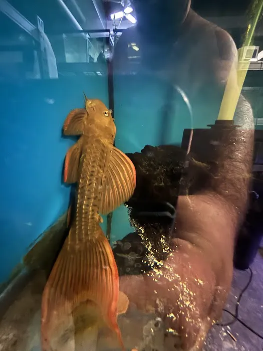 Supreme cichlid llc Picture 1