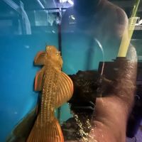 Supreme cichlid llc ico