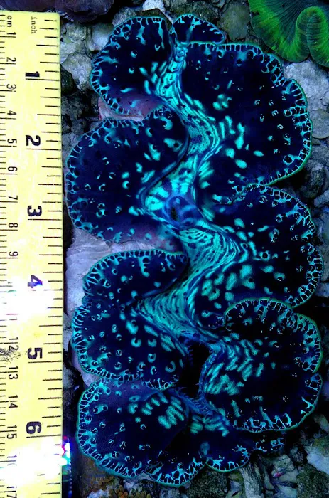 Reef Plus Picture 10