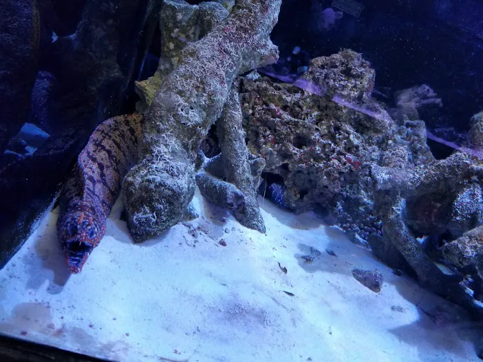 Reef Plus Picture 6
