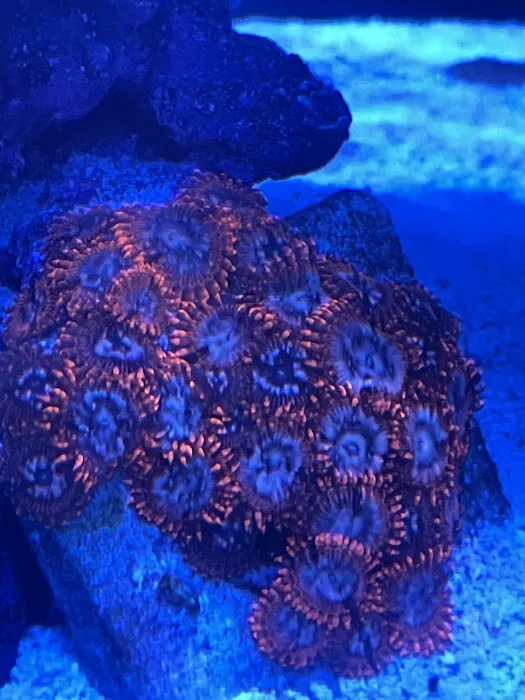 Reef Plus Picture 8