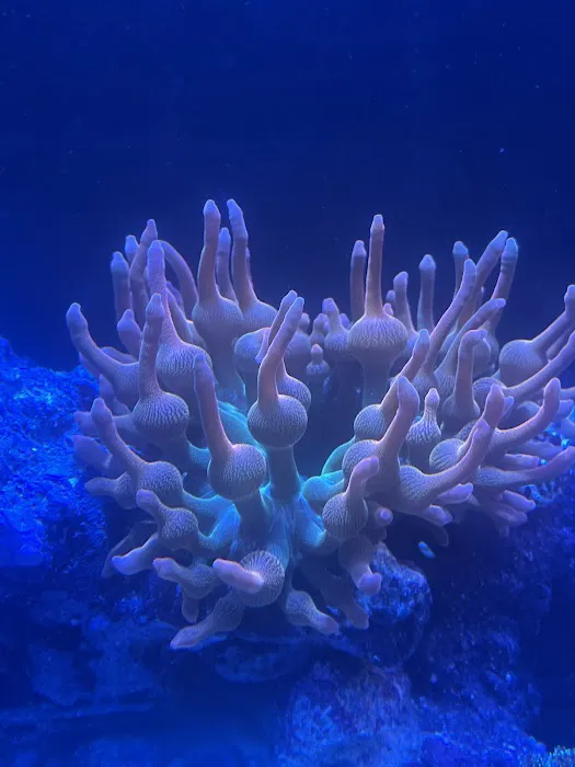 Reef Plus Picture 5