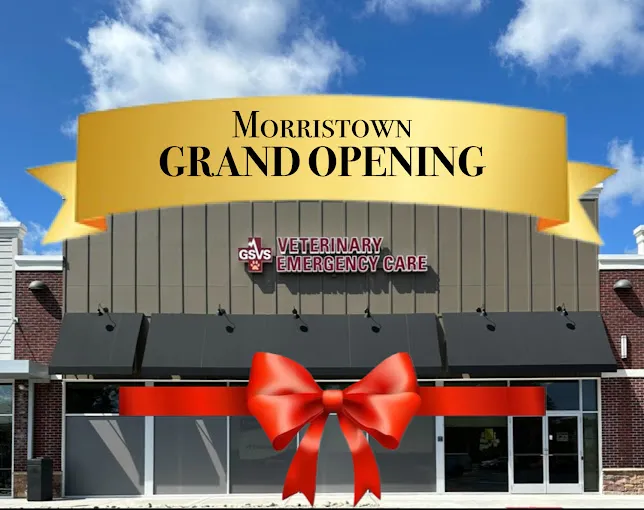 GSVS Veterinary Emergency Care Morristown Picture 4