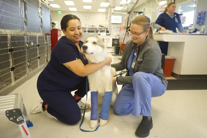 GSVS Veterinary Emergency Care Morristown Picture 10