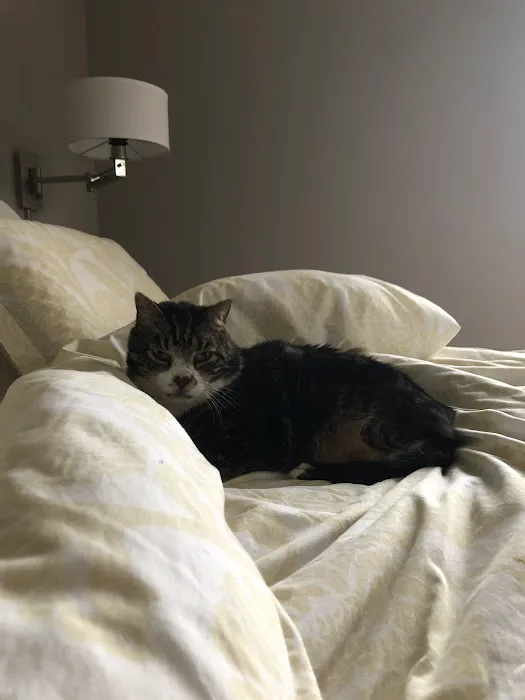 GSVS Veterinary Emergency Care Morristown Picture 2