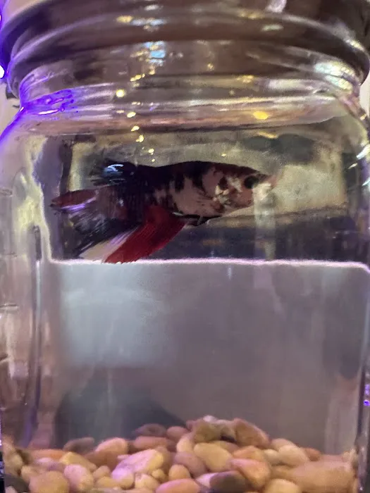 Evanston Pet Center Picture 8