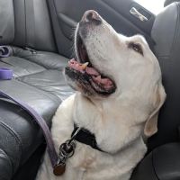 Morris Hills Veterinary Clinic ico