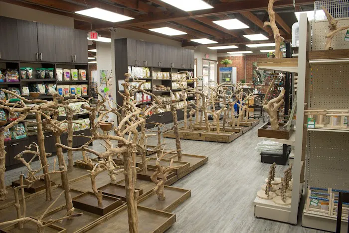 Parrot Stars Picture 1