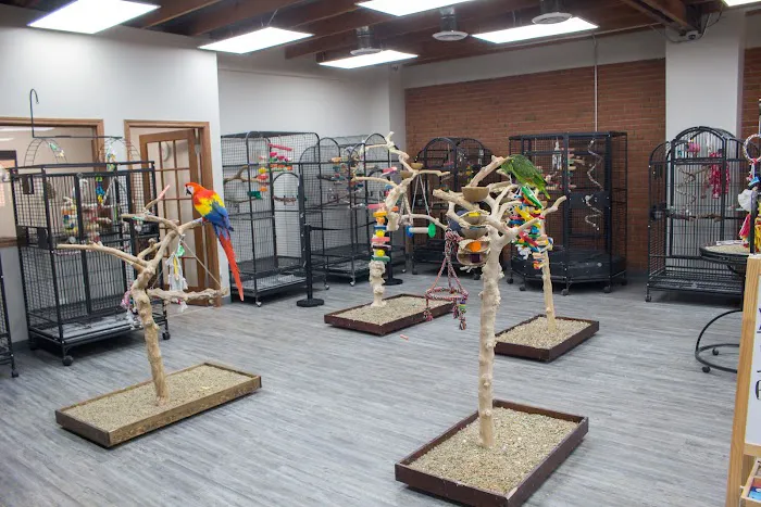 Parrot Stars Picture 7