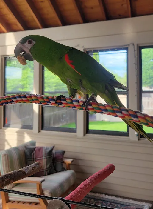 Parrot Stars Picture 5