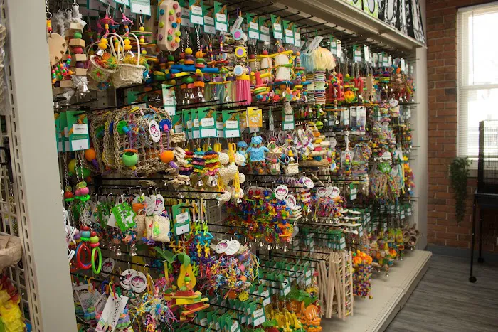 Parrot Stars Picture 4