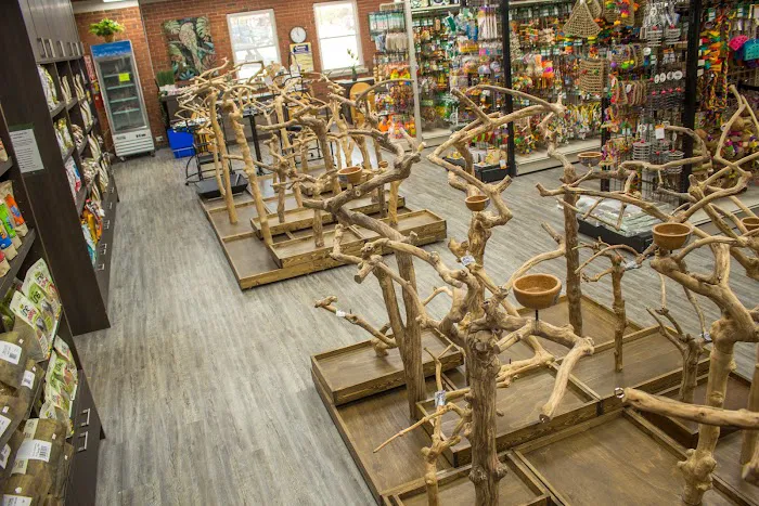 Parrot Stars Picture 2