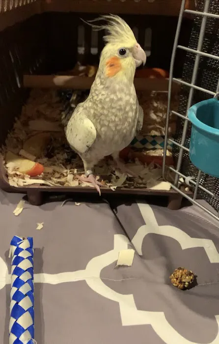 Parrot Stars Picture 6