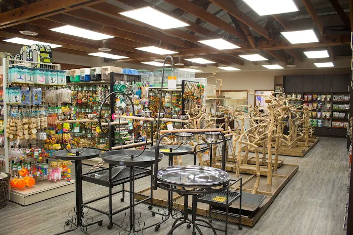 Parrot Stars Picture 9