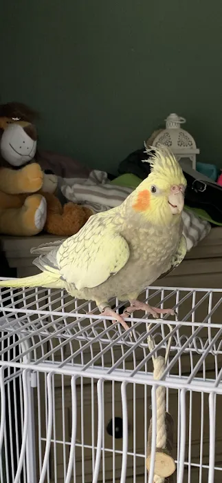 Parrot Stars Picture 10