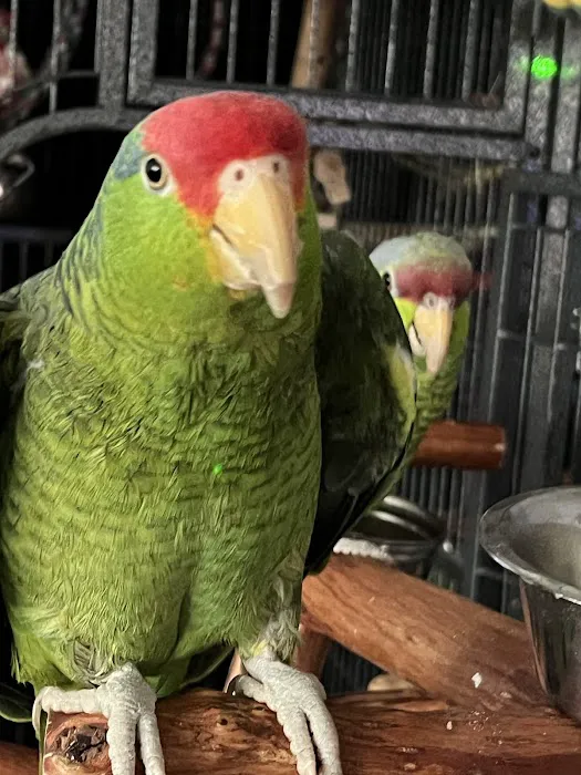 Parrot Stars Parties and Education Center Picture 4