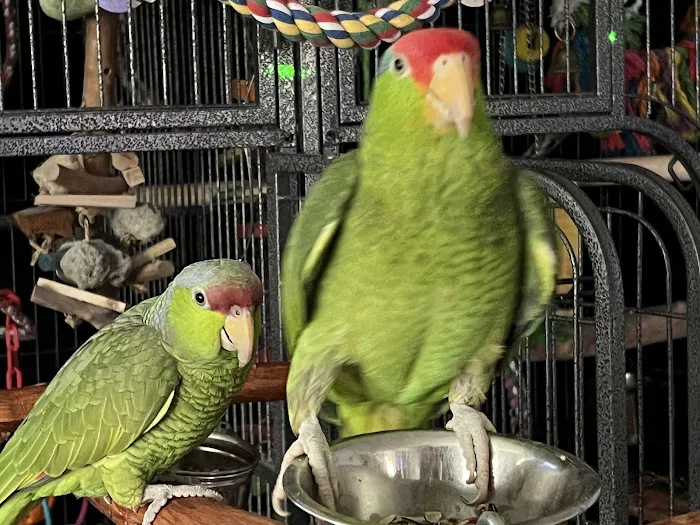 Parrot Stars Parties and Education Center Picture 3