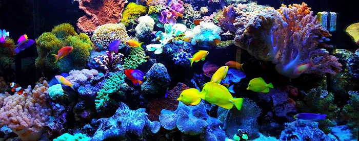 650 Oceans Reef Inc Picture 7