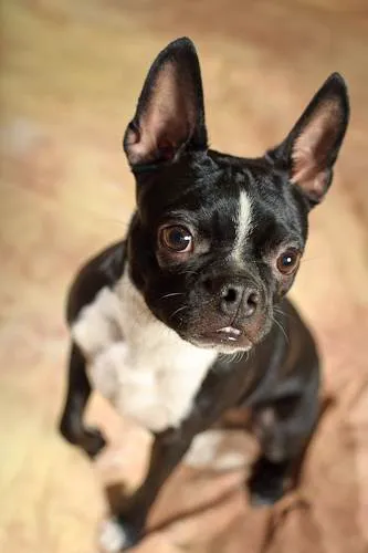 Kriser's Natural Pet Picture 7