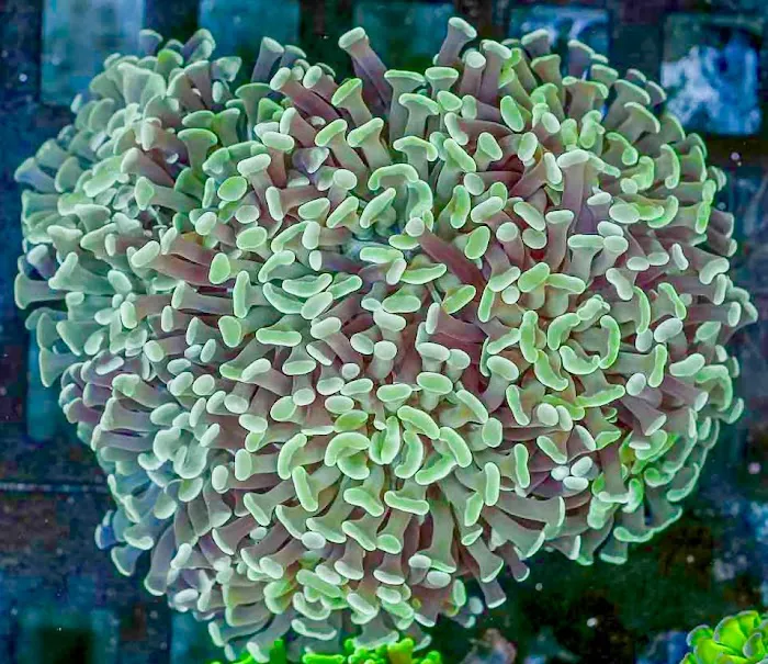 Nikava Coral Kreations Picture 4