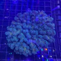 Nikava Coral Kreations ico