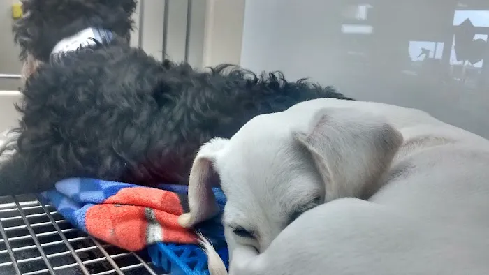 Petland Batavia Picture 6