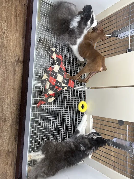 Petland Batavia Picture 5