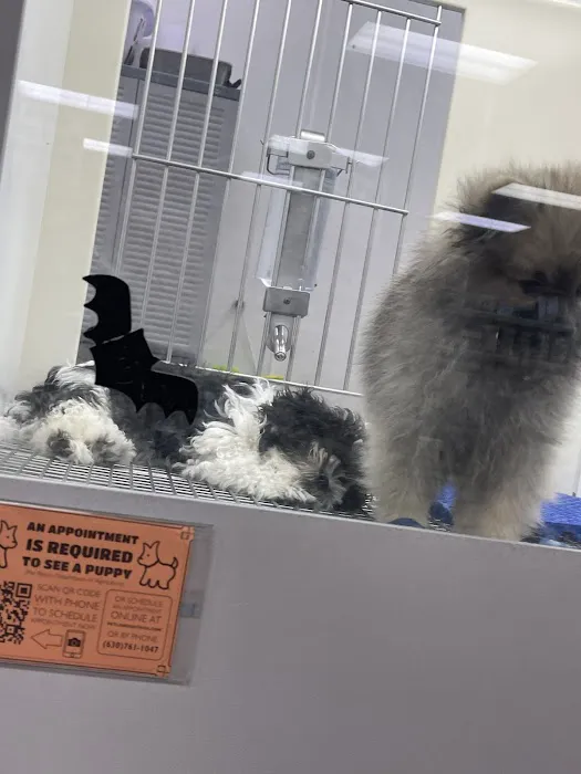 Petland Batavia Picture 3