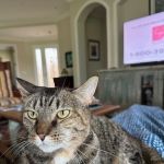 Newport Animal Hospital