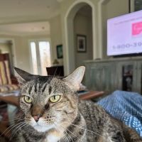Newport Animal Hospital ico