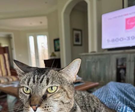Newport Animal Hospital