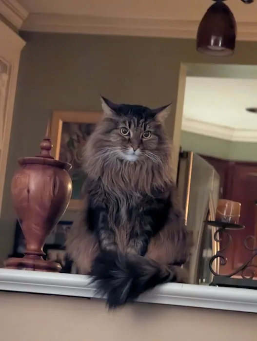 Vetco Vaccination Clinic Picture 1